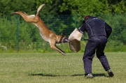 柴犬遭遇马犬的攻击，龇牙却不敢还手的背后故事，柴犬遭遇马犬攻击，龇牙却不敢还手的背后故事